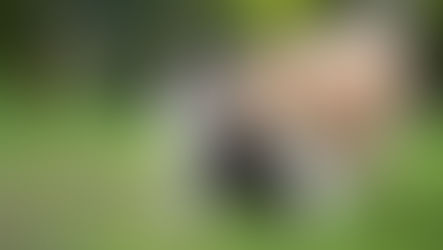 Kedilerde Feromon işlevi sonucu birbirini koklaya tüylü yetişkin kediler.