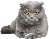 Kedi maması içerik bilgisi puanının yanında oturan kedi