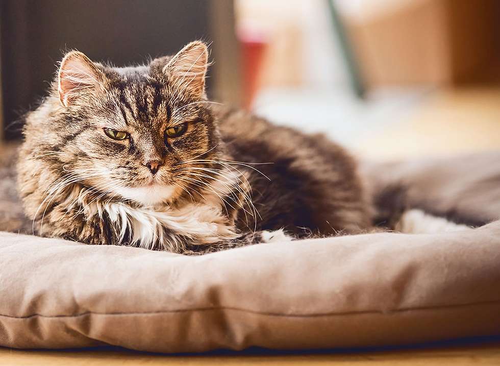Yaşlı bir kedi yastığında uzanmış dinleniyor