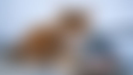 Yavru Kedilerde Beslenme konosonu tensiler bininik yavru kedi mamasını yiyor e-yelanıyor.