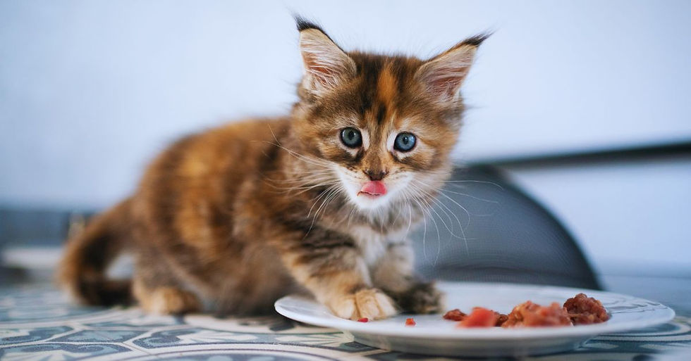 Yavru kedi mama yiyor ve yalanıyor
