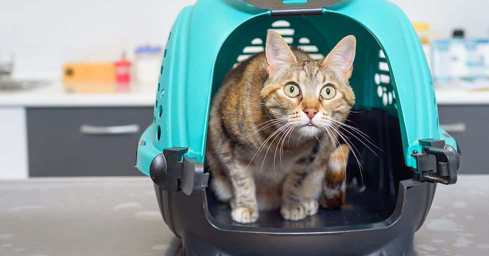Hipertiroidi teşhisi konumuş bir kedi veteriner kliniğine getirilmiş.