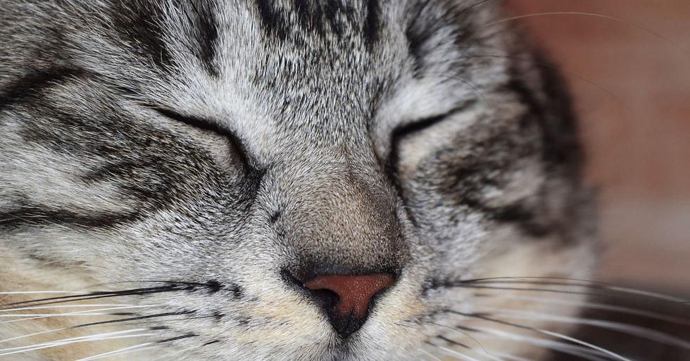 Tekir yetişkin kedi gözlerini kapatmış.