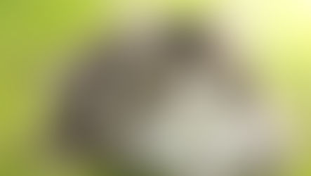 Yaşlı Kedilerde Beslenme konusunu temsilen senior bir kedi çimenlerin üzerinde yatarken gösteriliyor.
