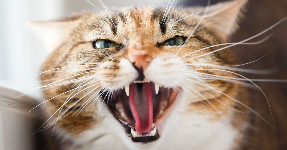 Agresif yetişkin kedi gözlerini ve kulaklarını kısmış hıslıyor