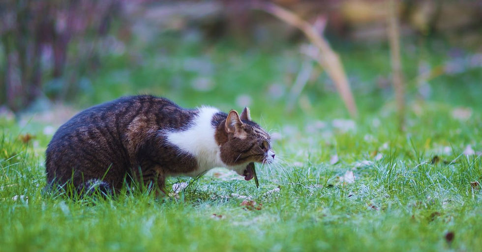 Yetişkin gri beyaz tekir kedi çimenlikte ağzı açık kusuyor.