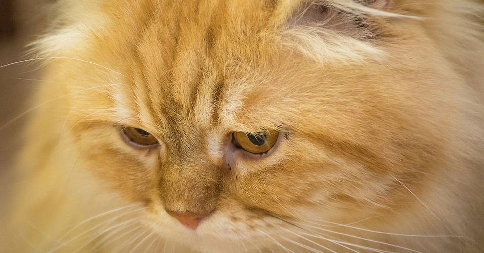 Uzun tüylü yetişkin turuncu kedi üzgün şekilde yere bakıyor