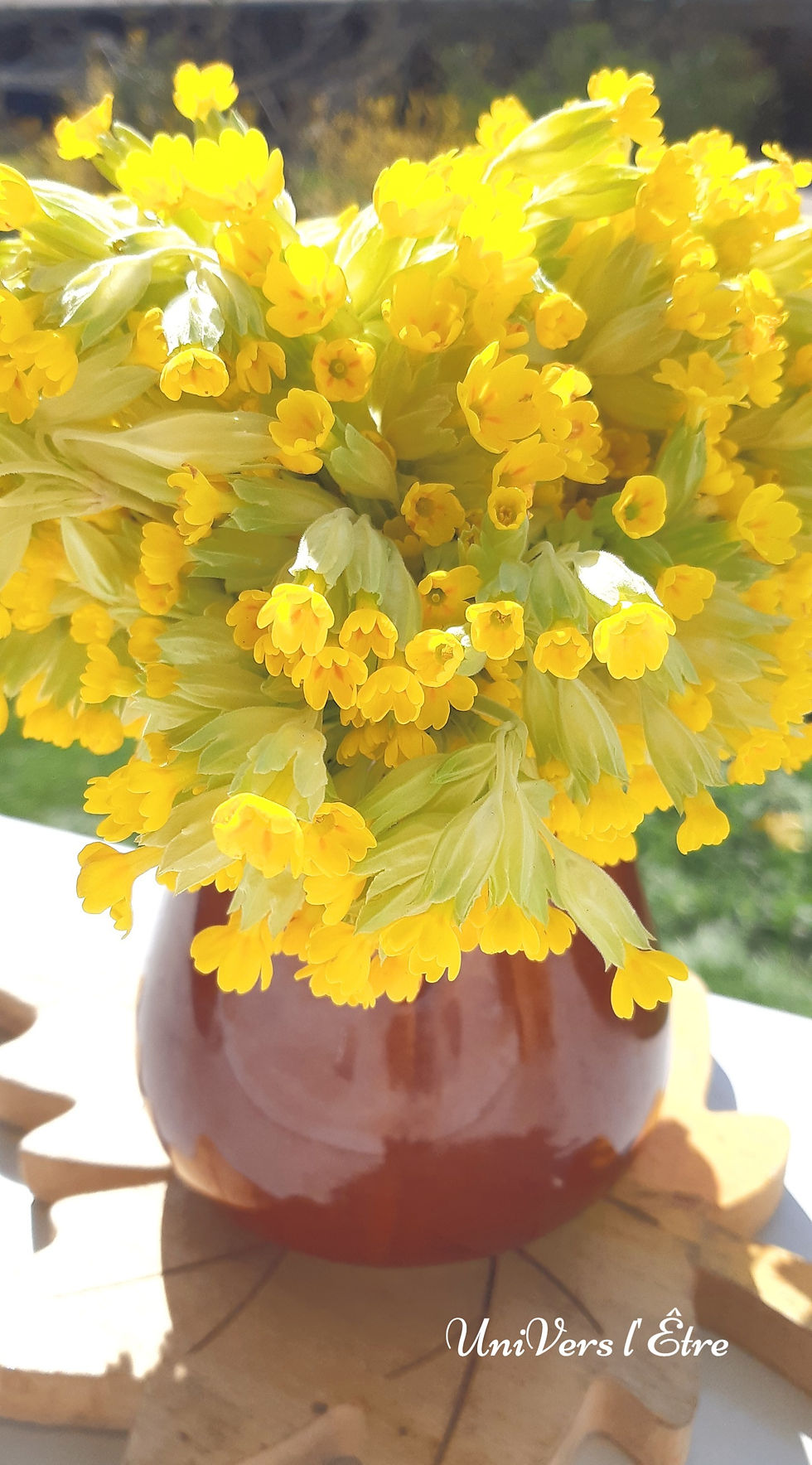 Limonade de Fleurs de Coucou