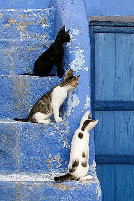 Cats waiting for something to happen