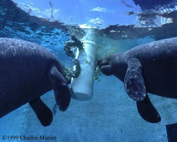 Underwater Kale Feeder