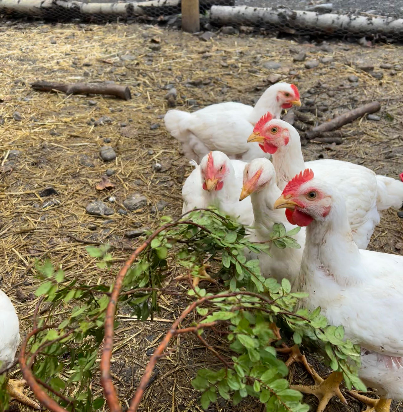 Permaculture Whole Chicken