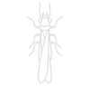 Termite