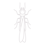 Termite