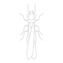 Termite