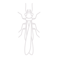 Termite