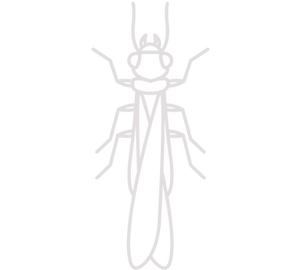 Termite