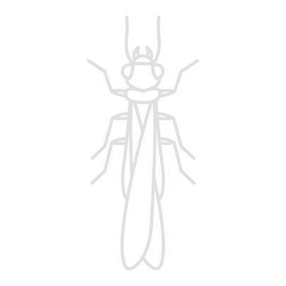 Termite