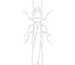 Termite