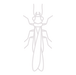 Termite