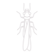 Termite