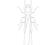 Termite