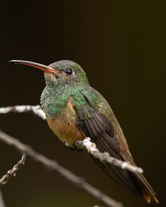 COLIBRI_23-2.jpg