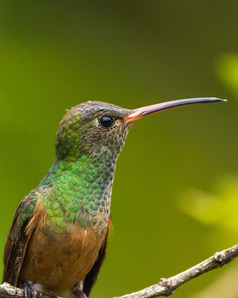 COLIBRI_23-5.jpg