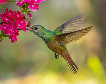 COLIBRI_HOR-3.jpg