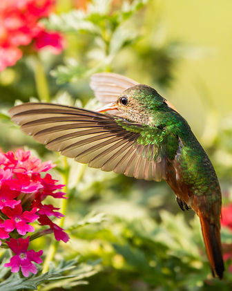 COLIBRI22-2.jpg