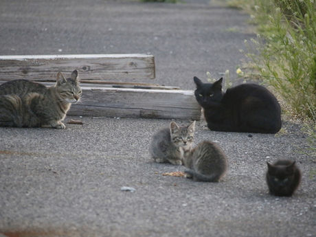 地域猫ボランティアの願いが詰まったプロジェクト!