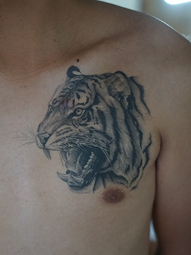 Healed realistic tiger tattoo on the chest by Baan Khagee Tattoo Chiang Mai, Thailand