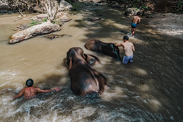 Customers love playing with elephants at the river at Traditional Karen Elephant Village Chiang Mai, Thailand
