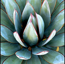 Agave.jpeg