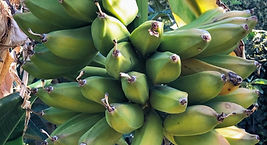 banana closeup 10-22_edited.jpg