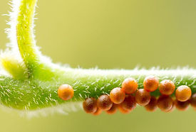 Pipevine Swallowtail Eggs_edited.jpg