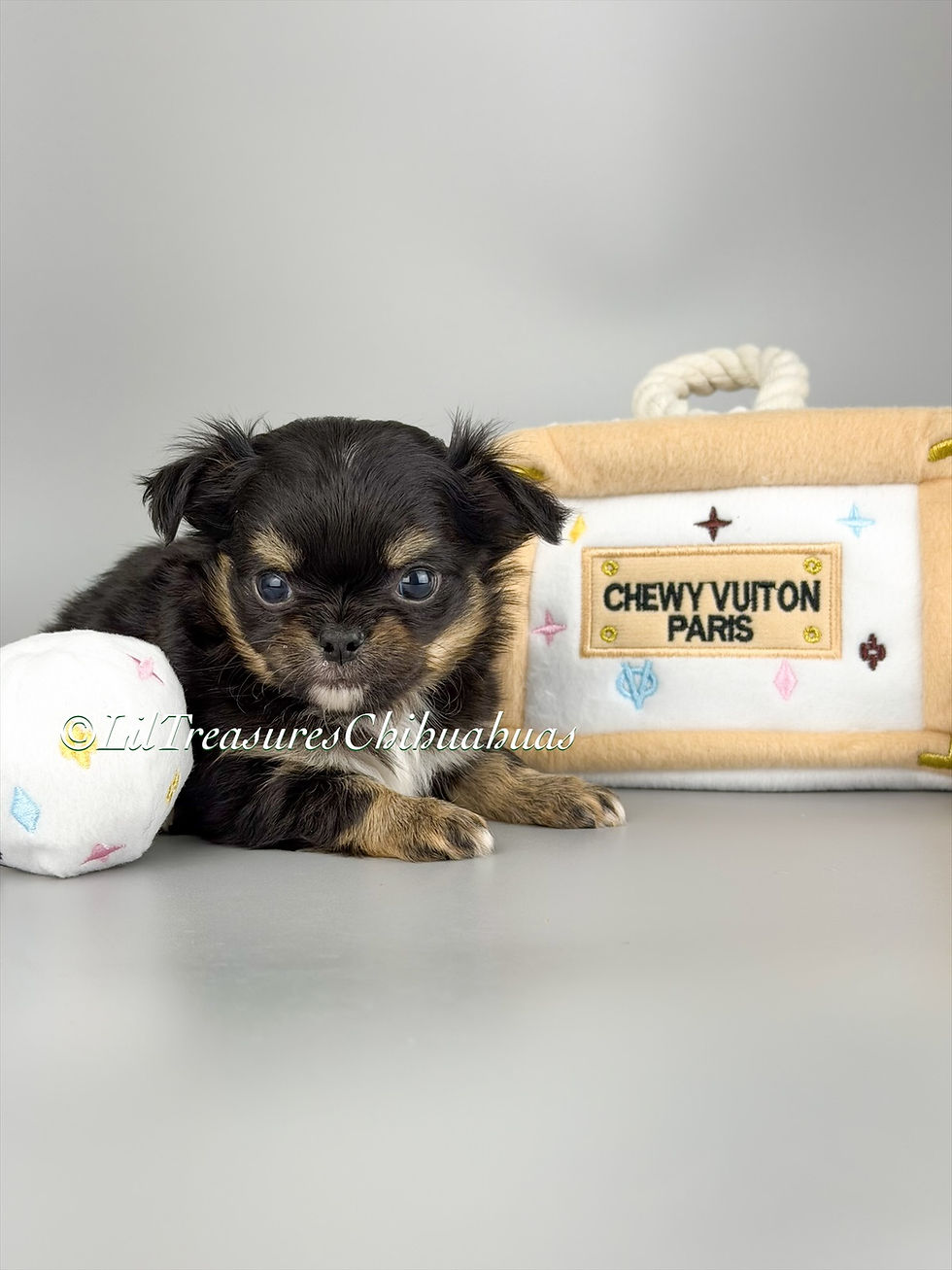 Chihuahua som også er sparebøsse men Available Puppies| Lil Treasures Chihuahuas
