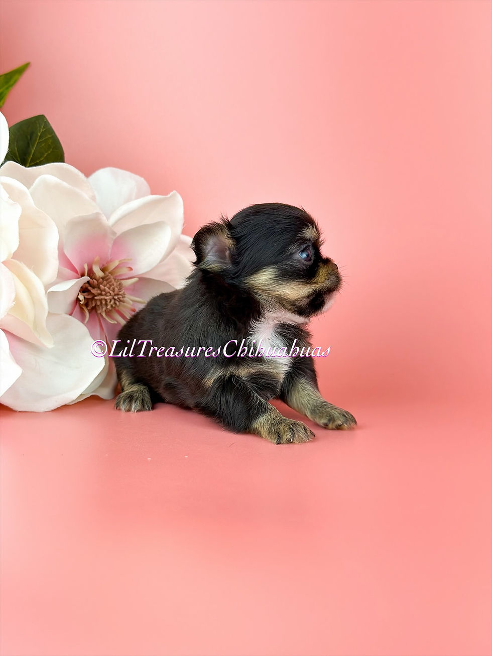 eZy Watermark_01-06-2026_04-53-26-1670PM