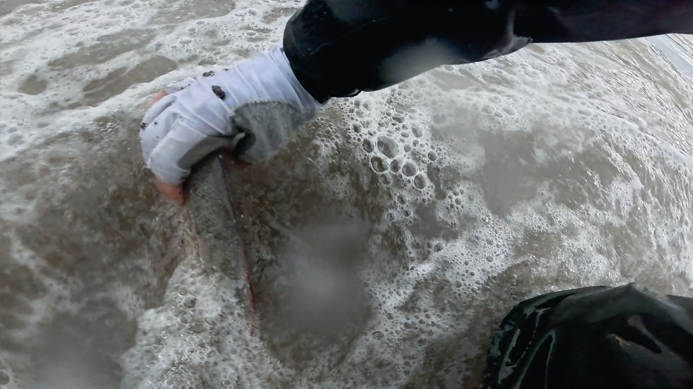VINCE GOES FISHING releases his Red Tail Surfperch.