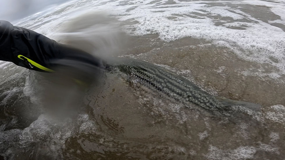 Vince Goes Fishing releases the Striped Bass.