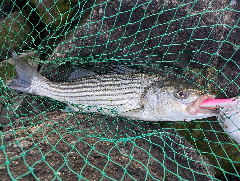 Hottest Striped Bass Lure 12