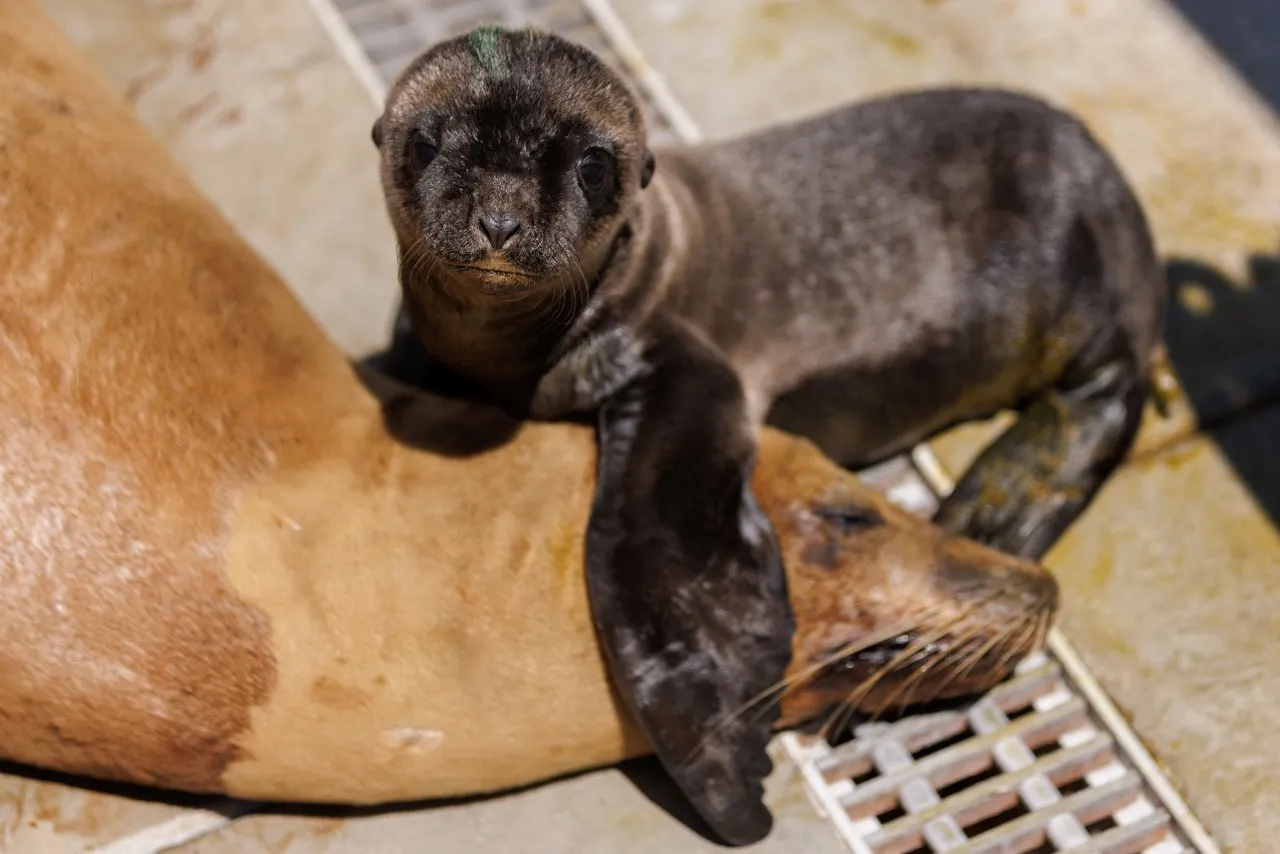 A one-day-old sea lion pup sits with its sick mother at the Marine Mammal Care Center in San Pedro. REUTERS/Mike Blake