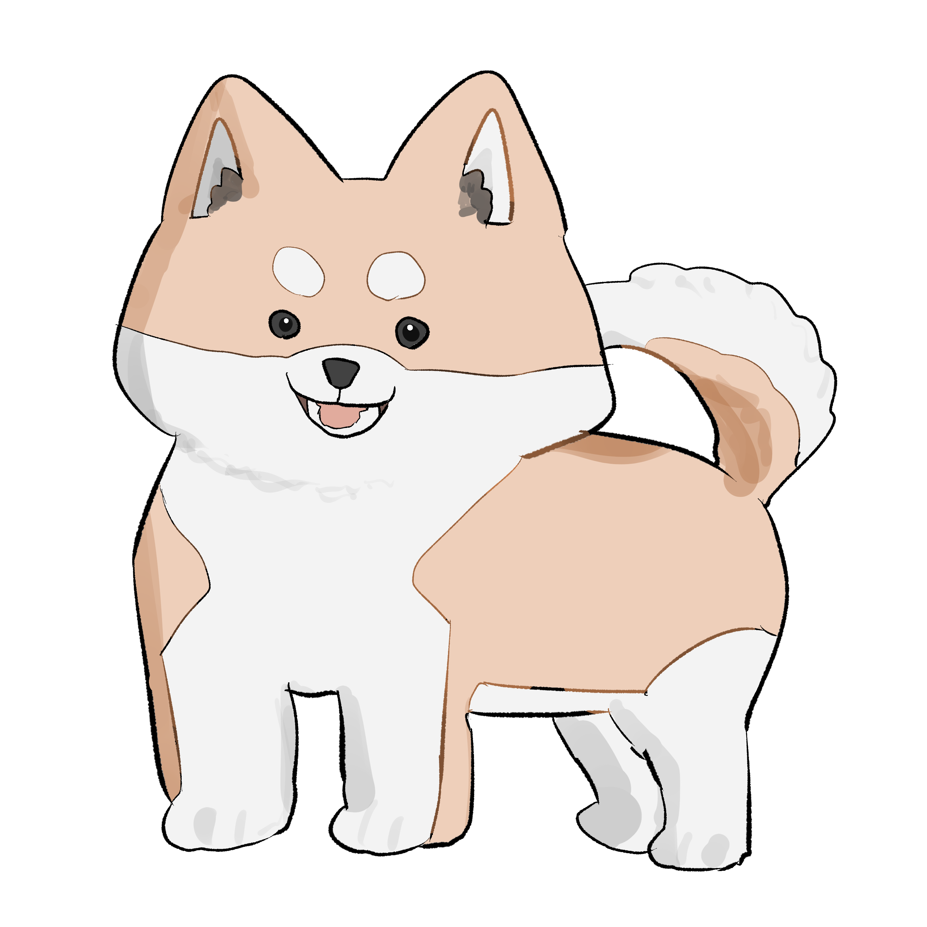 茶色の柴犬