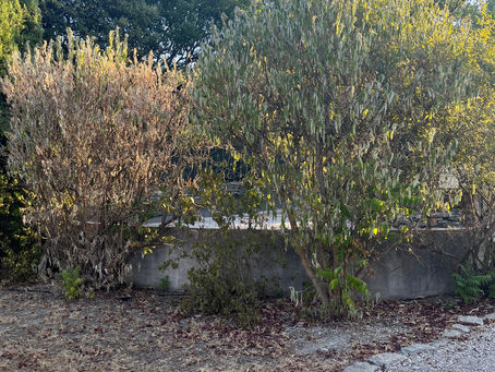 What do we mean by drought-tolerant?