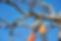 tree trim.jpeg