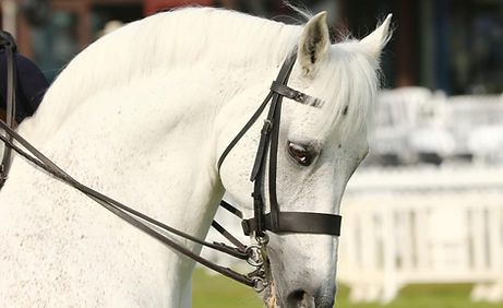 Derrow head contour Pelham June 2022 (2).jpg