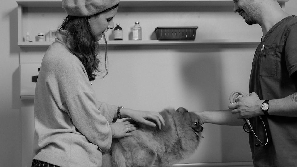 Veterinarian consults a woman with her Pomeranian in a monochrome clinic setting.