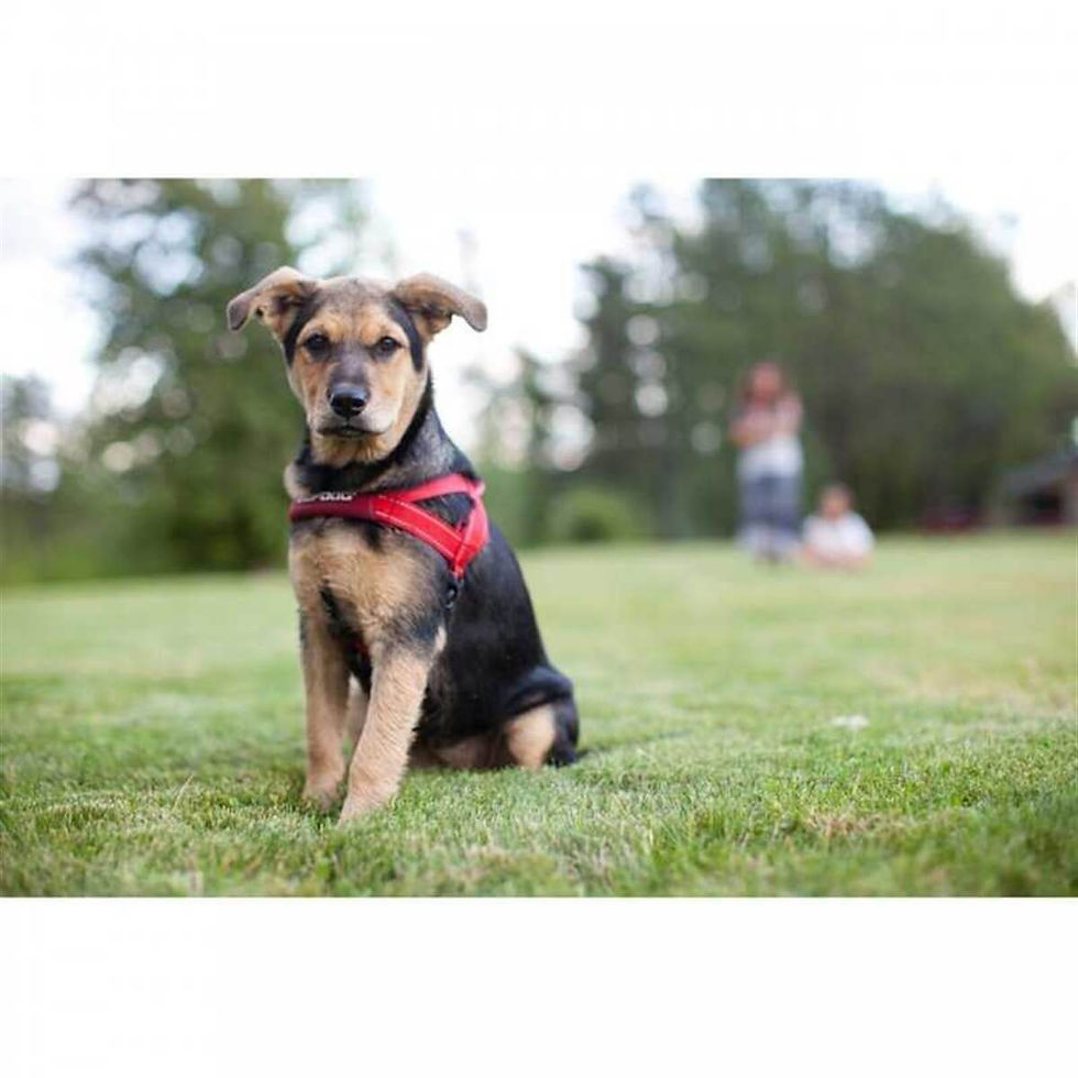 Küçük resim: EzyDog Quick Fit Köpek Göğüs Tasması XX Small Pembe