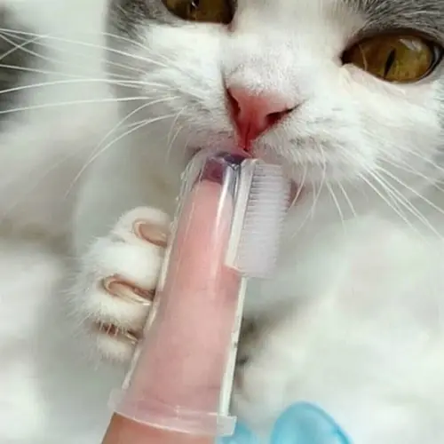 Küçük resim: Silikon Kedi Köpek Parmak Diş Bakım Fırçası