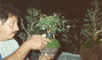 Bonsai Collection