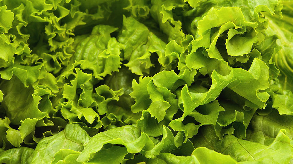 LETTUCE